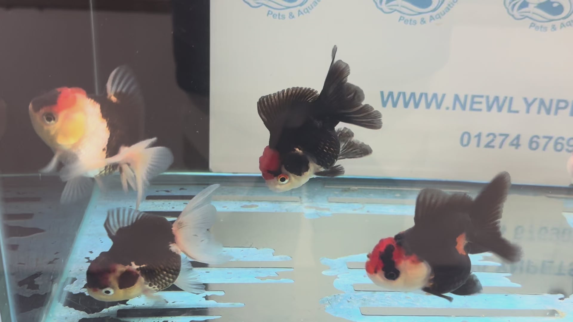 Red Cap Tri Colour Oranda Fancy Goldfish 7-8cm