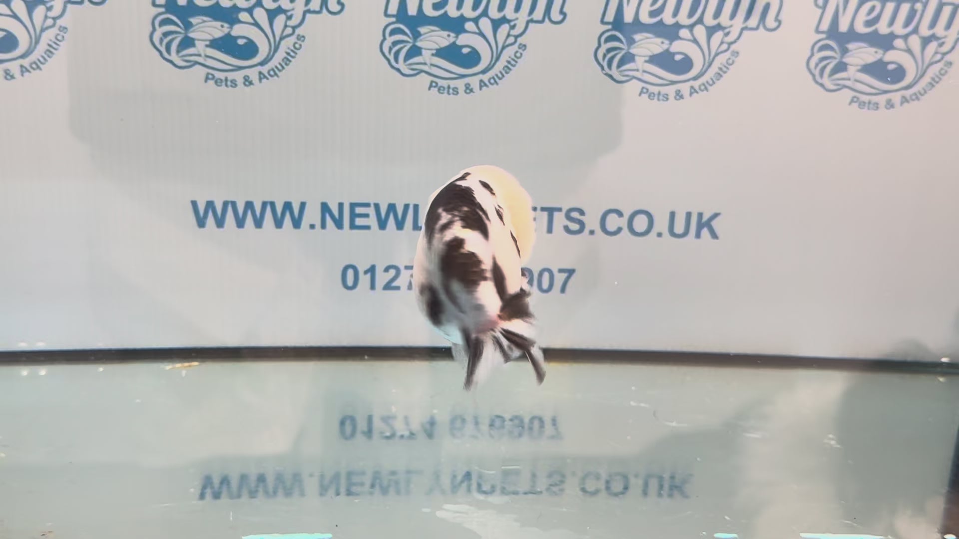 Cow Ranchu 10-11cm #3 Fancy Goldfish