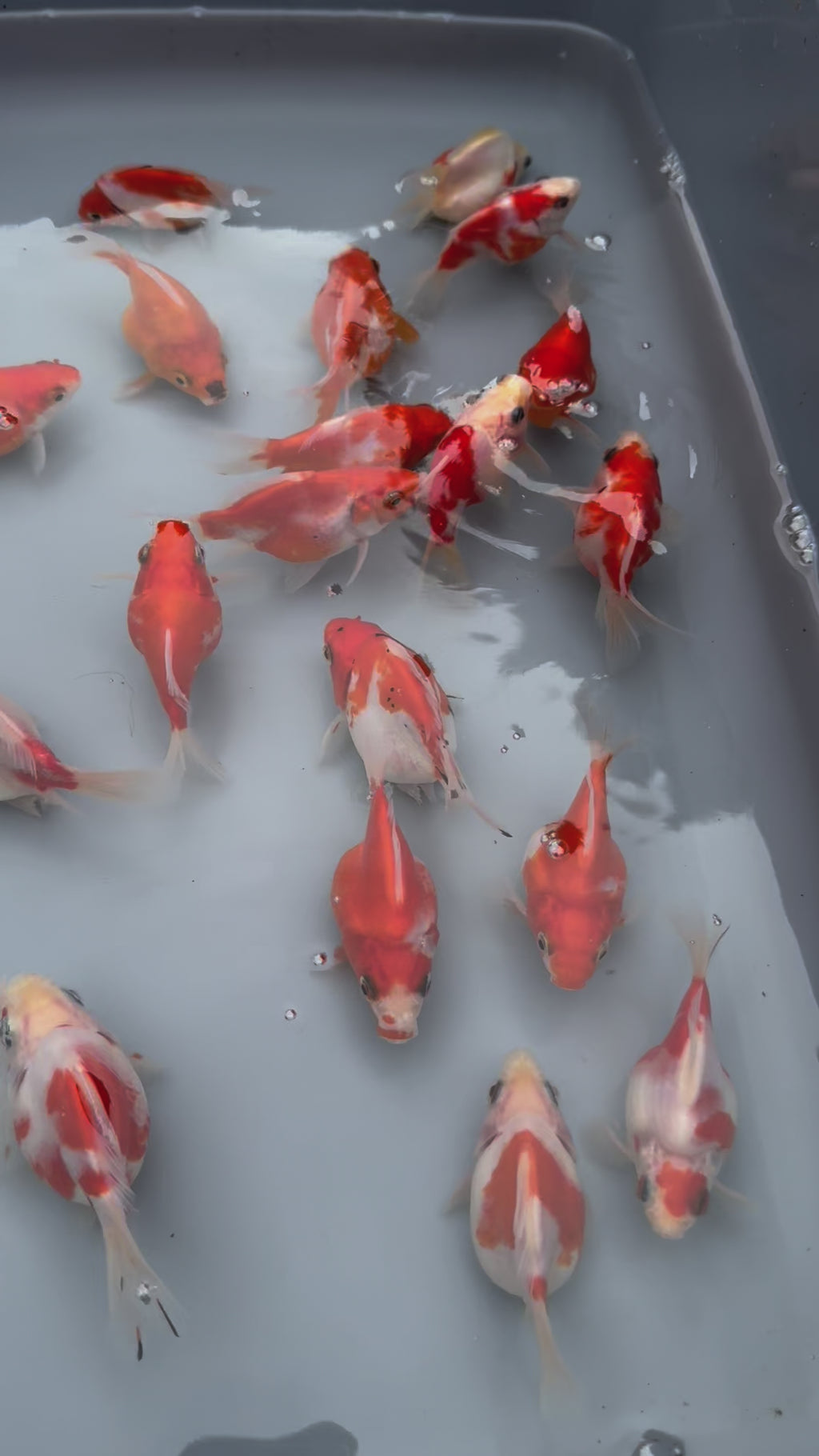 Tamasaba Sabao Sakura 8-10cm