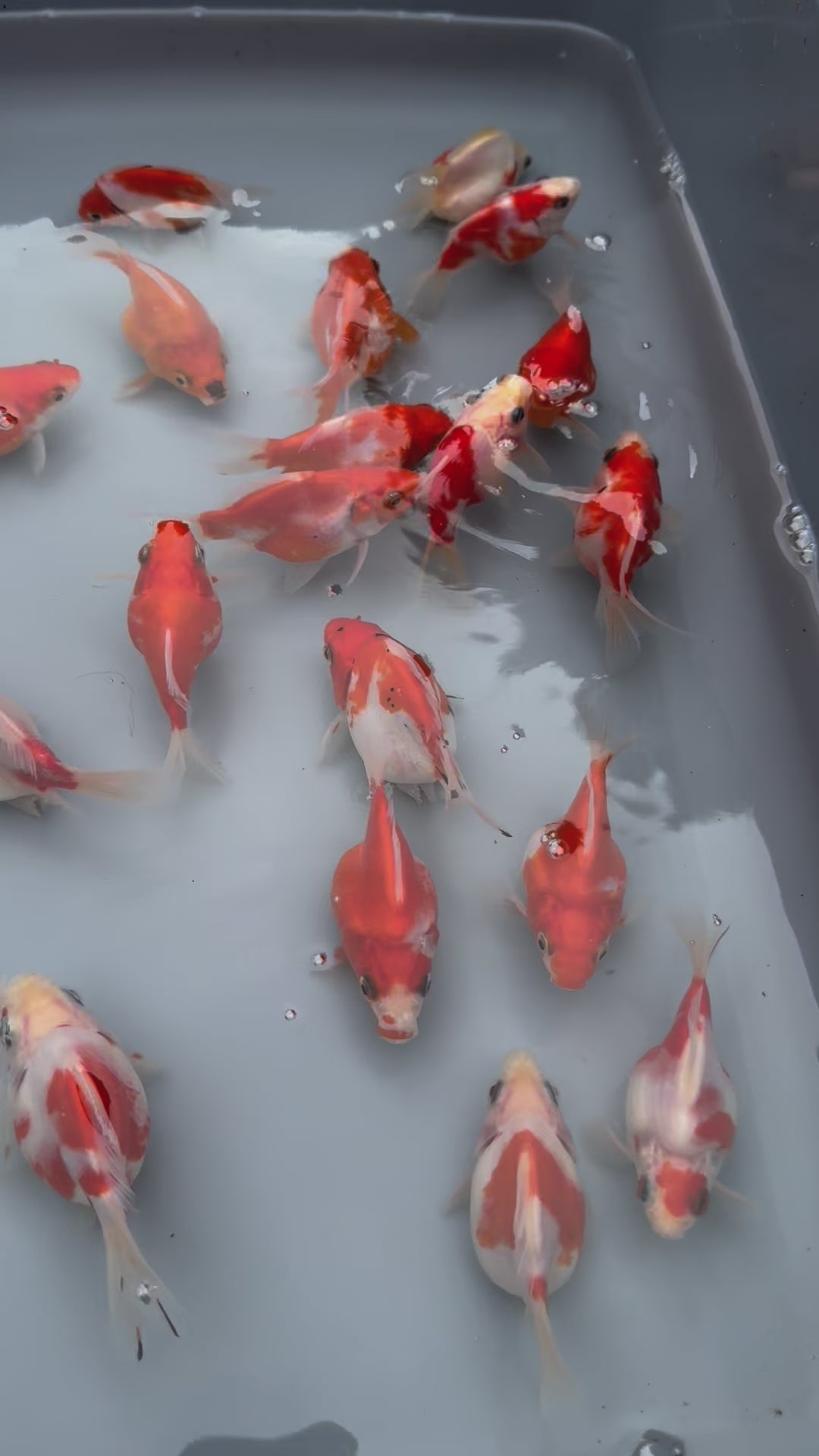 Tamasaba Sabao Sakura 8-10cm