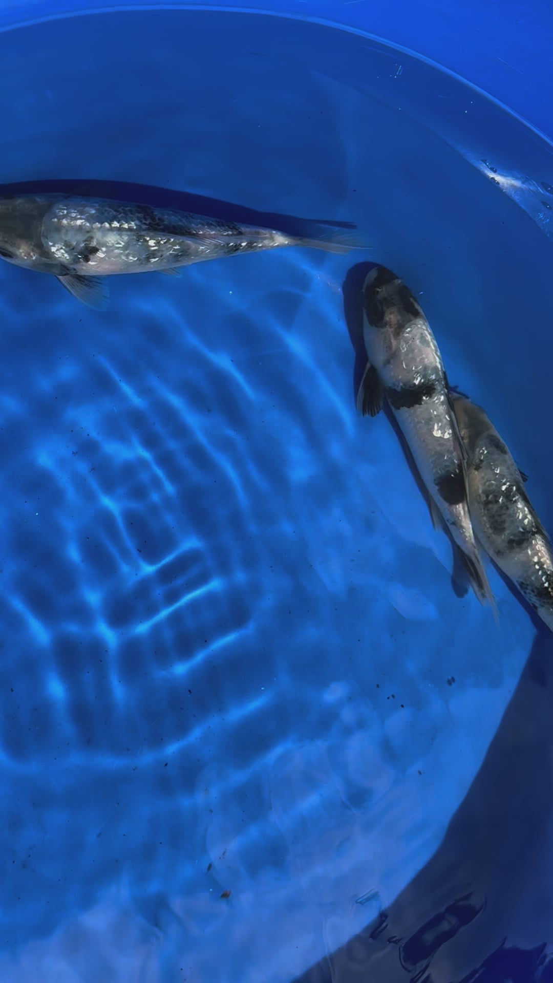 Japanese Koi Gin Rin Shiro 15-20cm (O 2E)