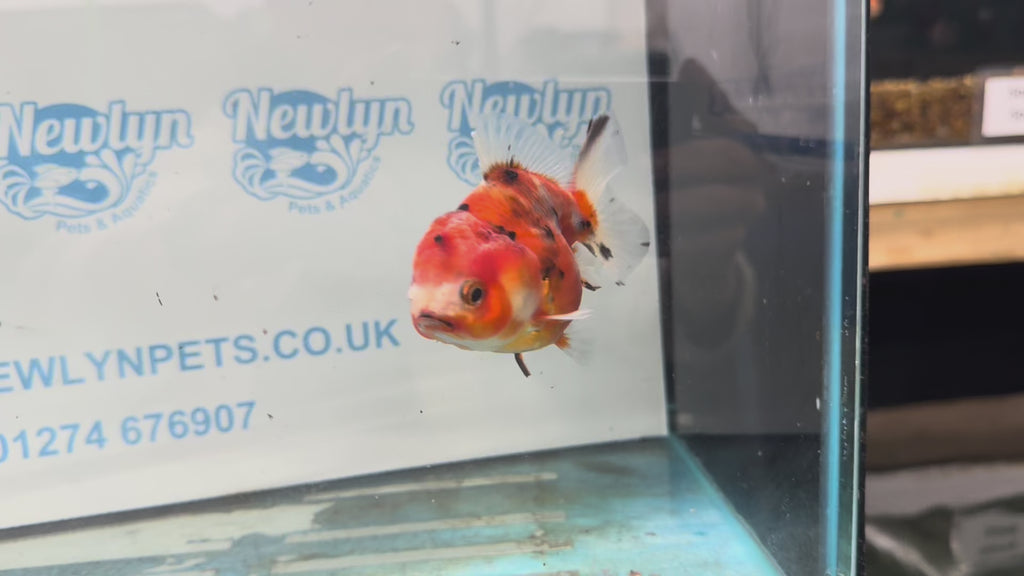 Oranda 10cm OR5 (Fish in photo)