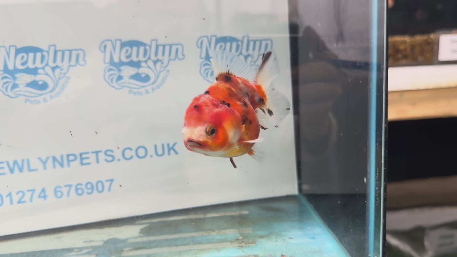 Oranda 10cm OR5 (Fish in photo)