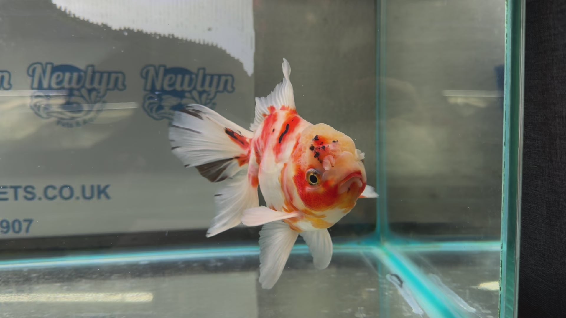 Peacock Tail Oranda  15-16cm (Fish in photo)(BF1)