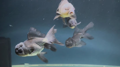 Blue Oranda Fancy Goldfish 10-11cm (Picked at Random) (BF12A)