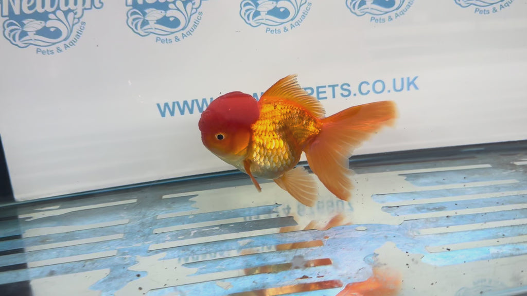 Oranda Red 12-13cm Chinese Fancy Goldfish ORred2 (Fish in photo)