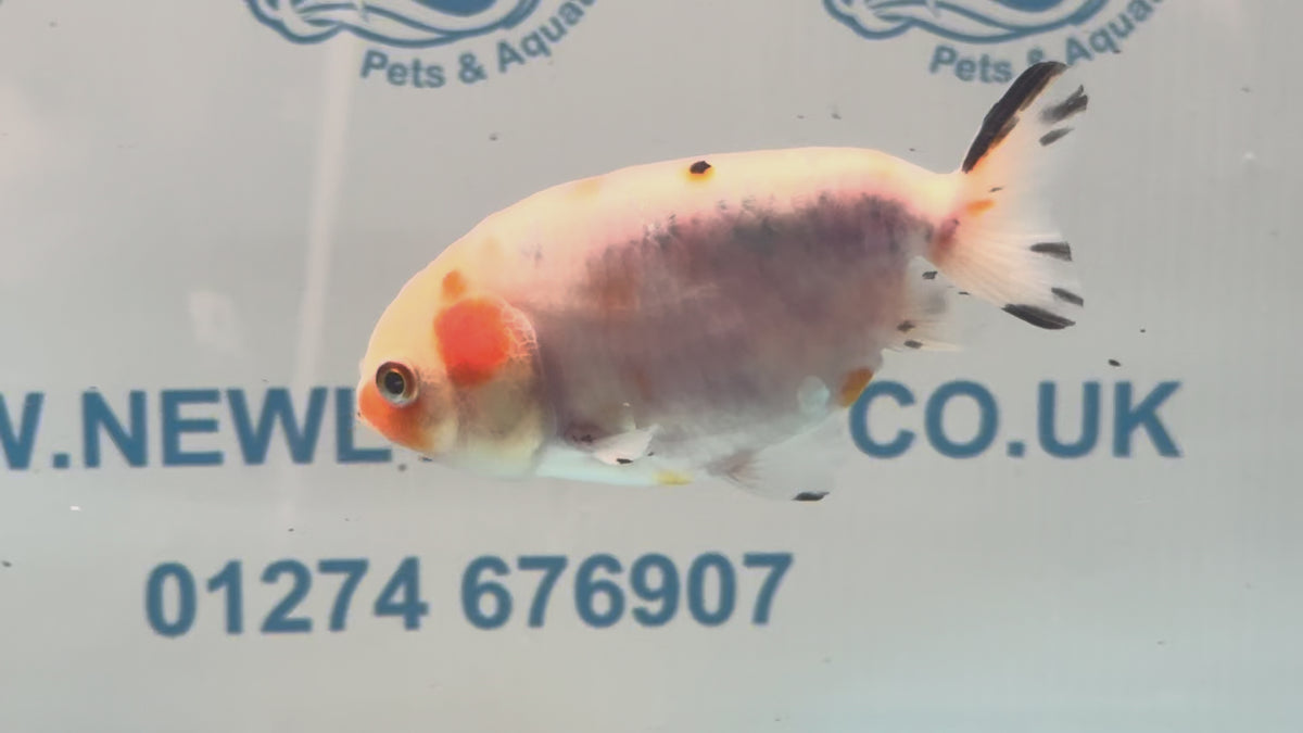 Calico Ranchu 8-9cm Chinese Fancy Goldfish (Fish In Photo)#2