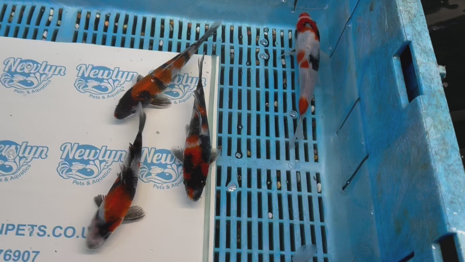 Japanese Koi Showa 5-6" Live Fish (O 1)