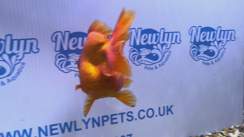 Short Tail Oranda Red/White 9-10cm 2 (BF6A)