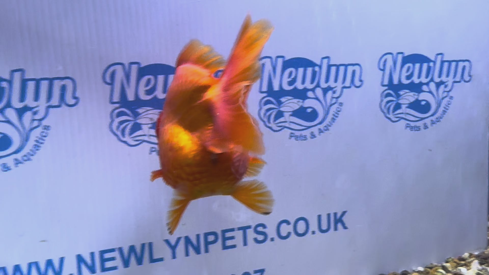 Short Tail Oranda Red/White 9-10cm 2 (BF6A)