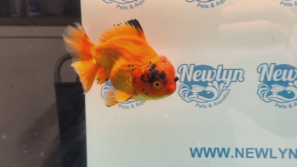 Oranda Short Tail 13-14cm OR4 (Fish in photo)