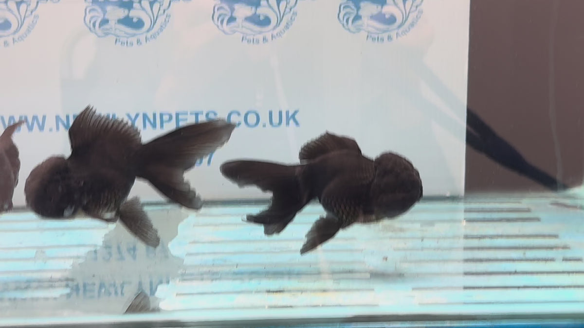 Black Oranda 8-9cm Chinese Fancy Goldfish