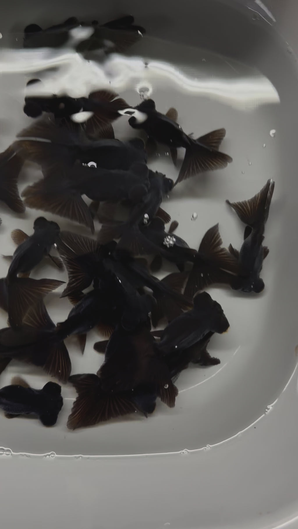 Butterfly Moor Black 6-7cm Chinese Fancy Goldfish (BF10C)