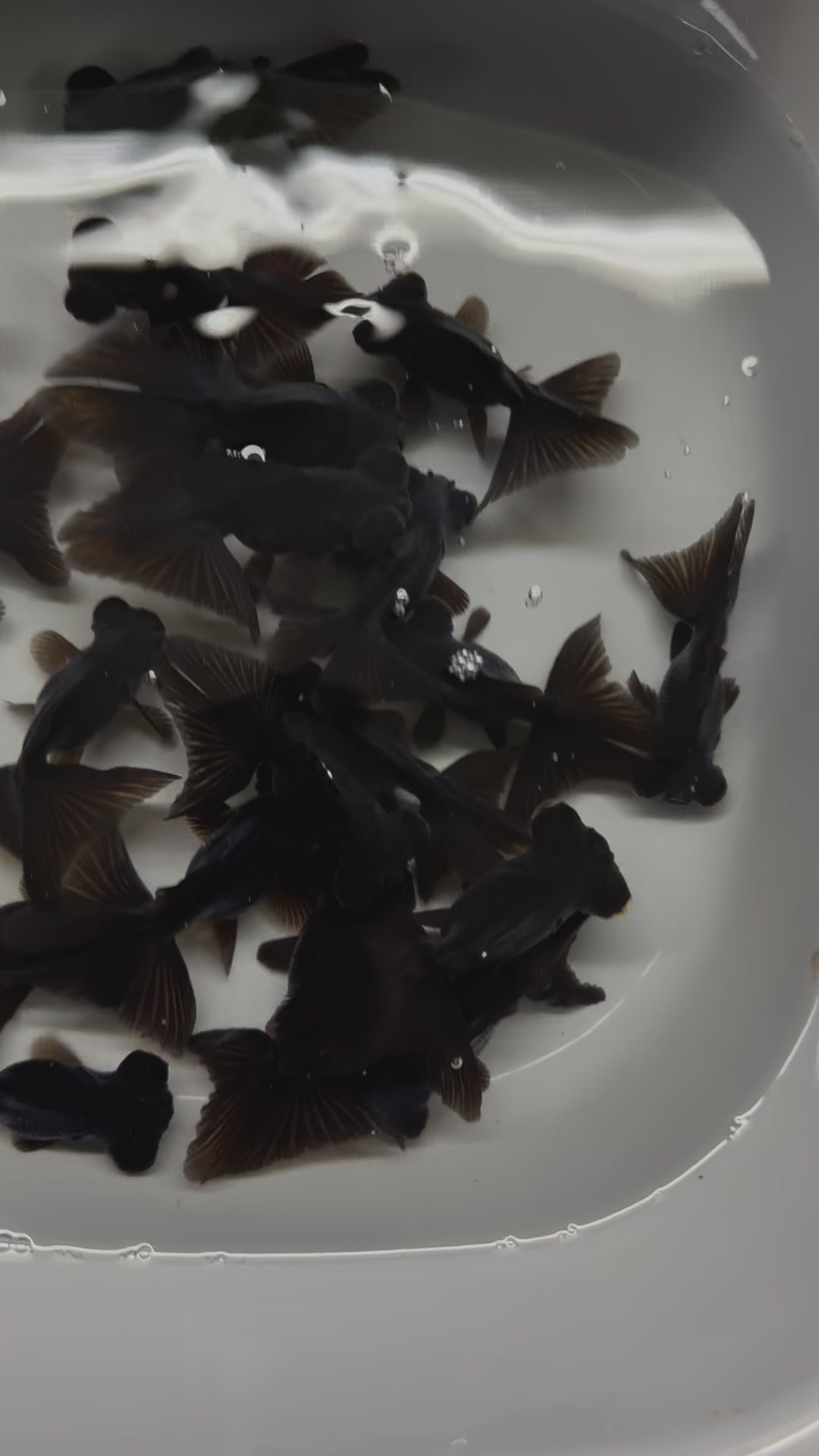 Butterfly Moor Black 6-7cm Chinese Fancy Goldfish (BF10C)