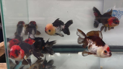 Panda/Tri Colour Oranda 12-13cm