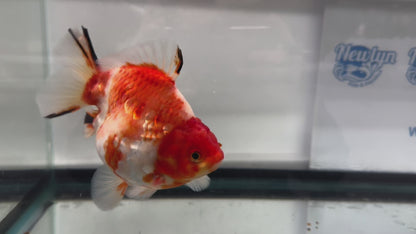 Jumbo Oranda  14-15cm (Fish in photo) #20