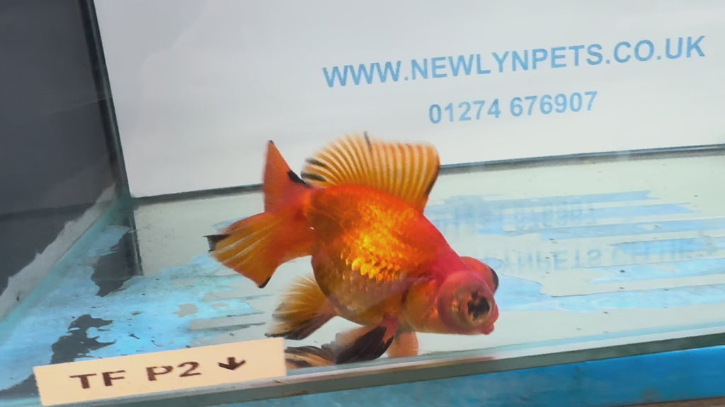 Red/Black Butterfly Moor 9-10cm Chinese Fancy Goldfish #1 Fish In The Photo