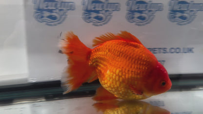 Jumbo Oranda  20cm (Fish in photo) #4