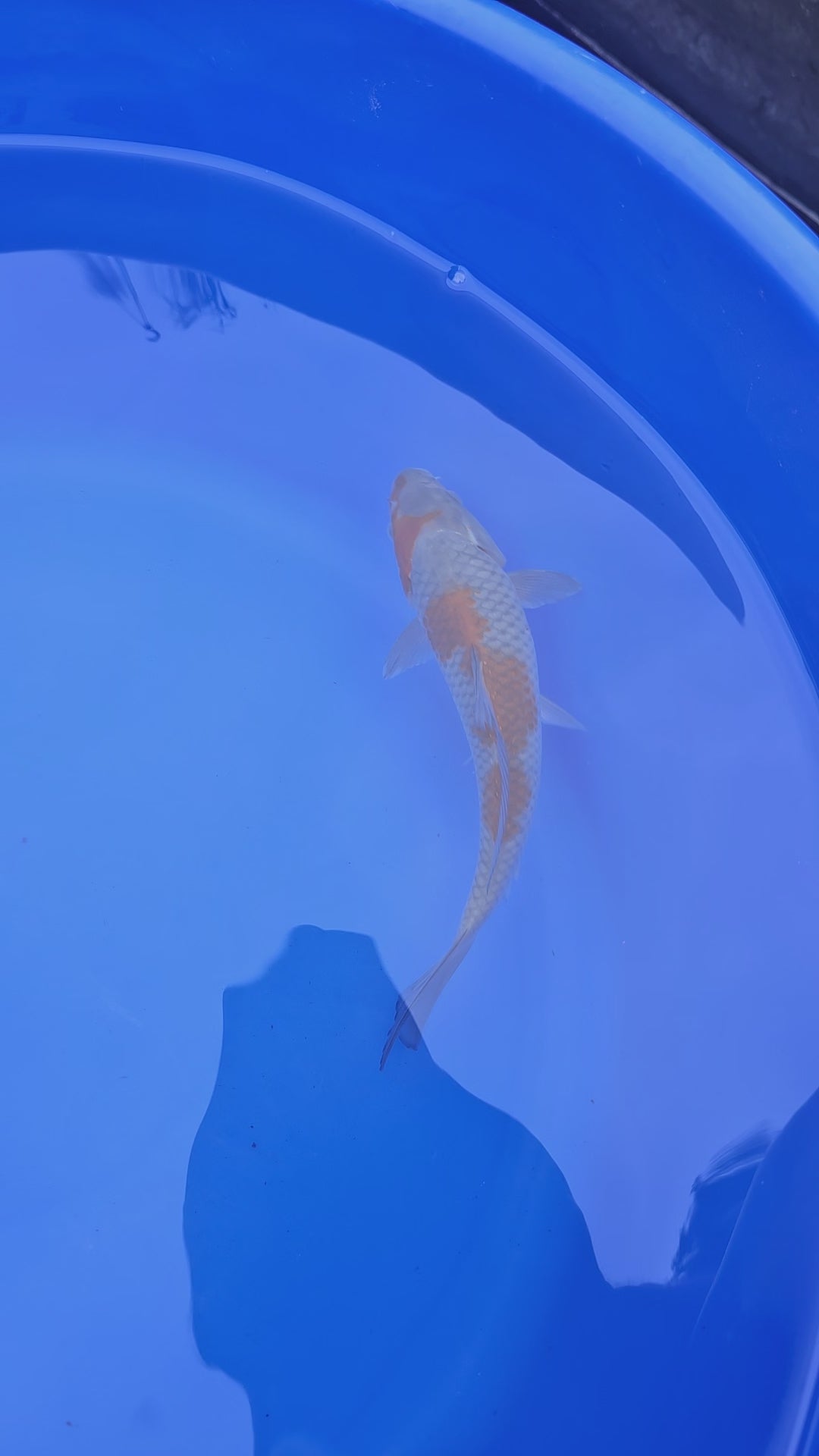 Japanese Koi Ochiba 8-9" (Fish in Photo) (TF P3)