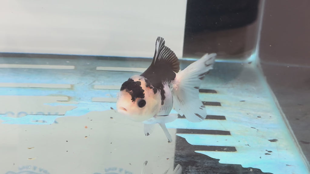 Elite Panda Oranda 9cm