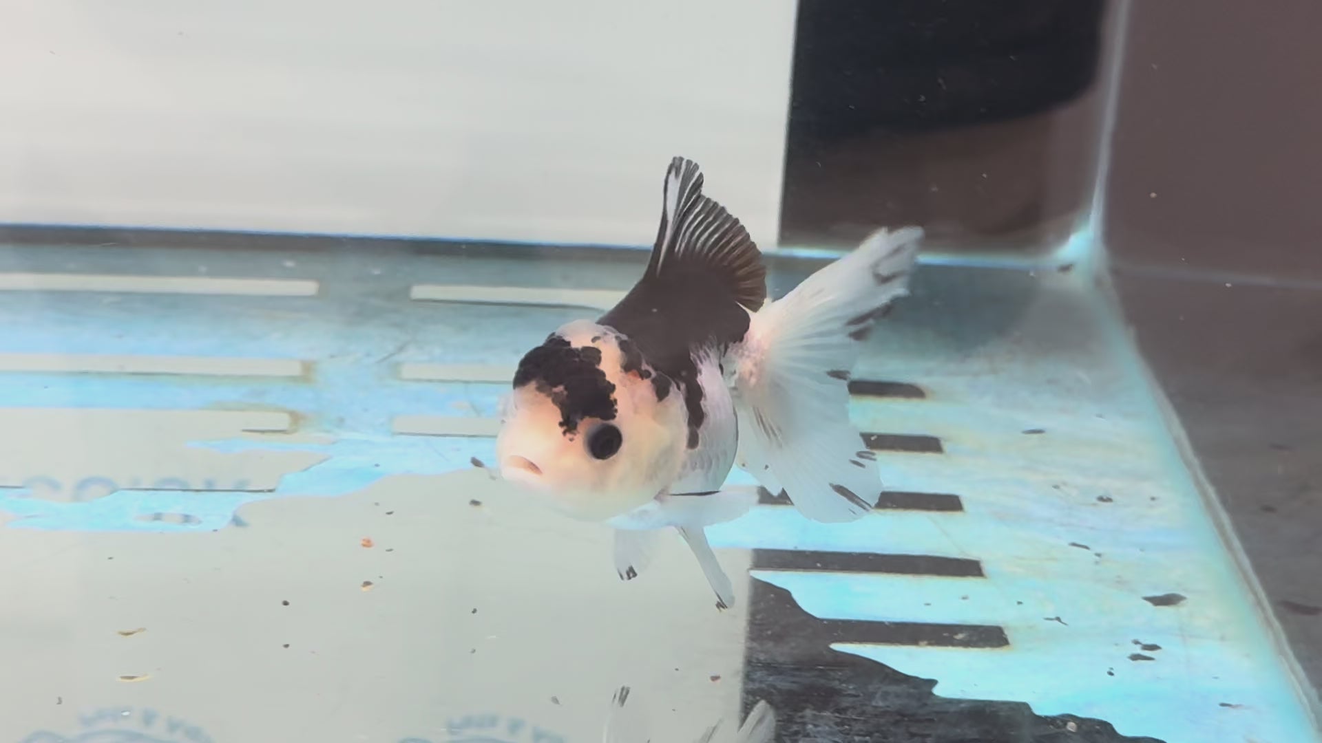 Elite Panda Oranda 9cm
