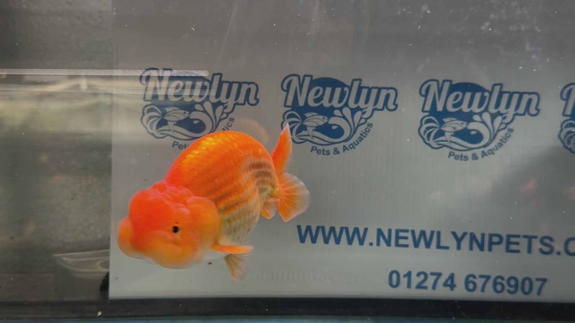 Ranchu 13cm Fancy Goldfish (Fish In Photo)(BF1)