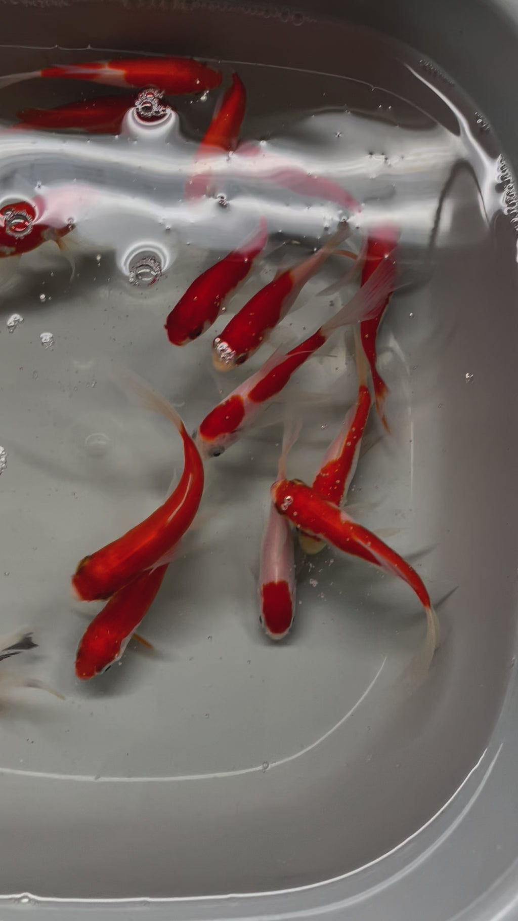 Sarasa Comet (Red & White) 2-3" (Picked at Random) (TF P6d)