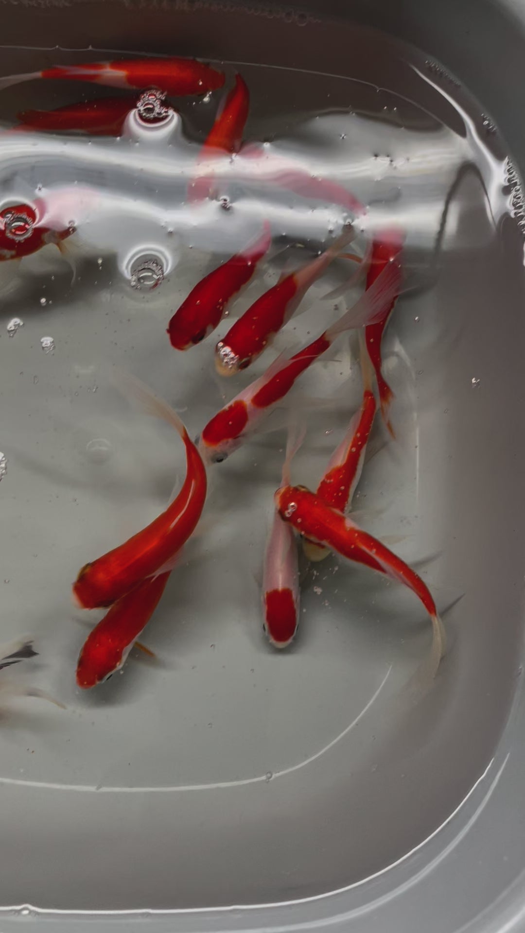 Sarasa Comet (Red & White) 2-3" (Picked at Random) (TF P6d)