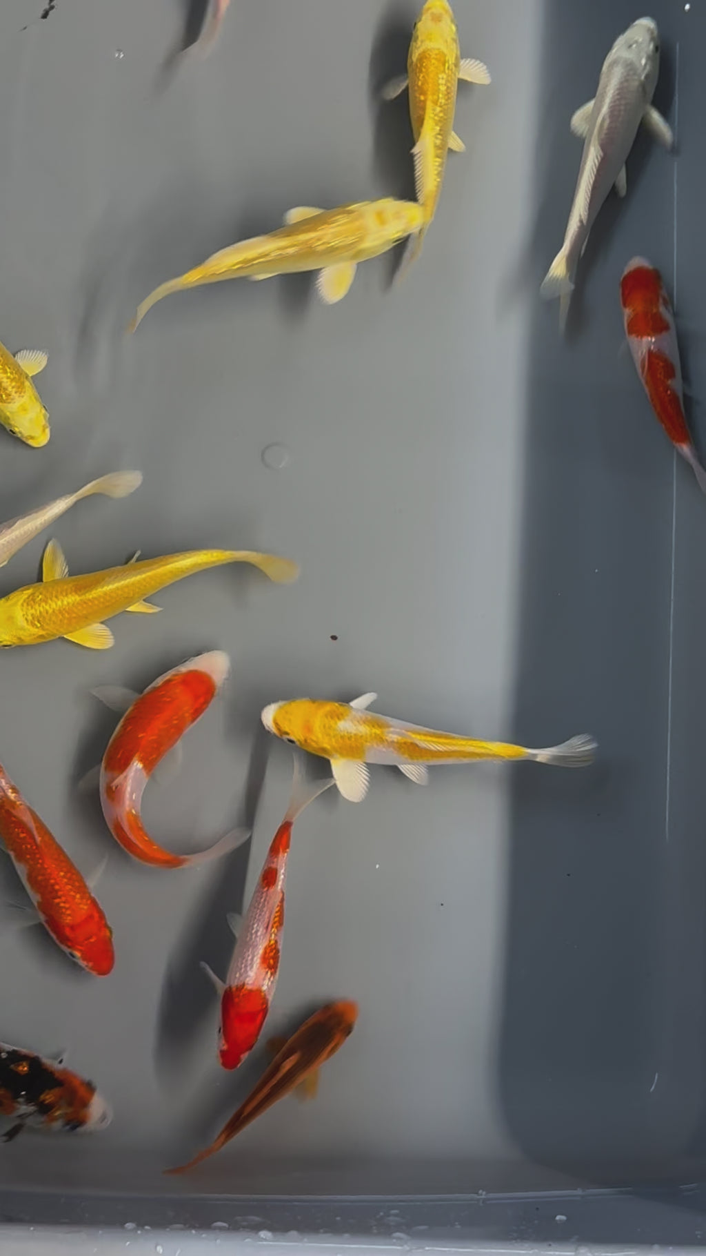 Japanese Koi 10-14cm Live Fish (TF P4)