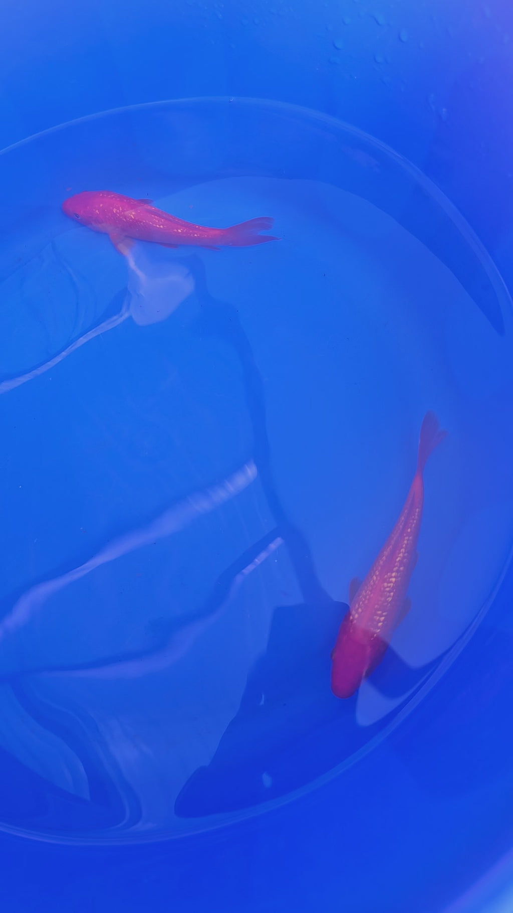 Japanese Koi 18-22cm