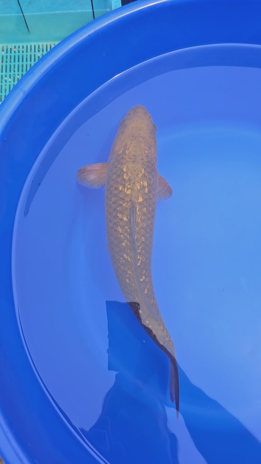 Japanese Koi Brown Gin-Rin Chagoi 15-16" (Fish in Photo) (O 1)