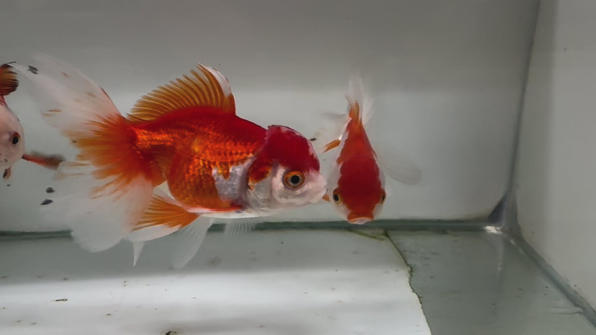 Oranda Red/White Fancy Goldfish 8-10cm (Picked at Random)
