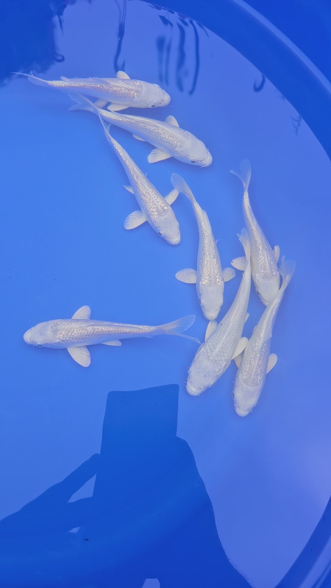 Platinum Ogon Japanese Koi 13-15cm (O 2)