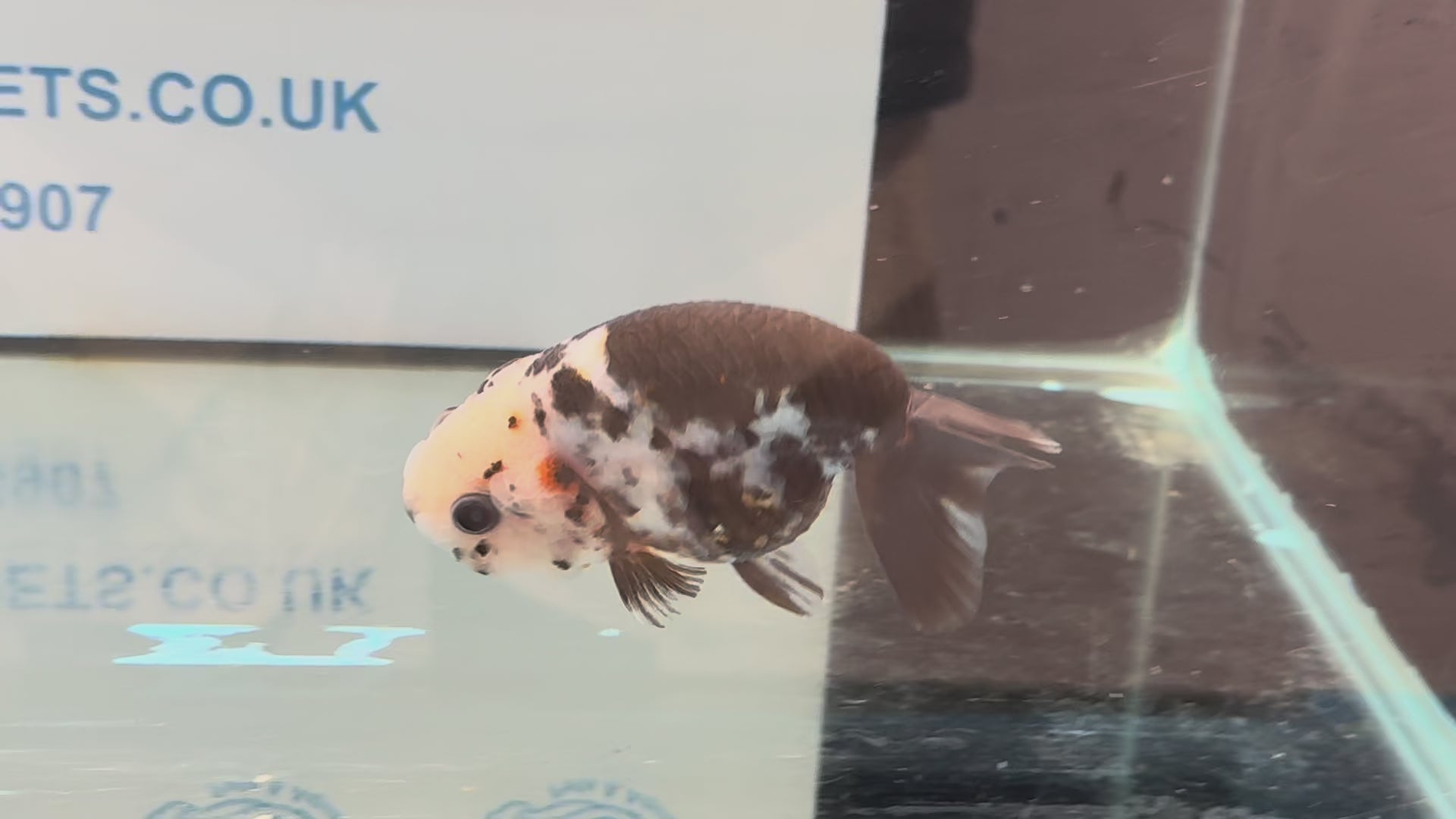 Cow Ranchu 12cm #4 Fancy Goldfish