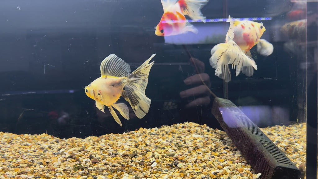 Veiltail 12-13cm