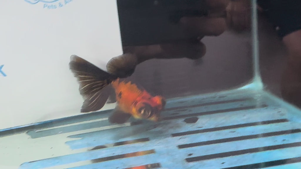 Red/Black Butterfly Moor 9-10cm Chinese Fancy Goldfish #2 Fish In The Photo