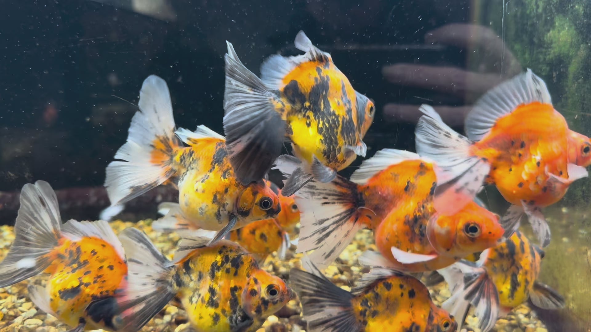 Tiger BroadTail (Rare) 8-10cm