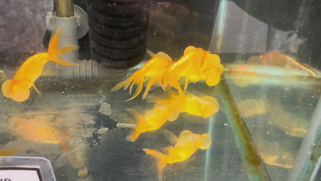 Bubble Eye Red 7-8cm Fancy Goldfish