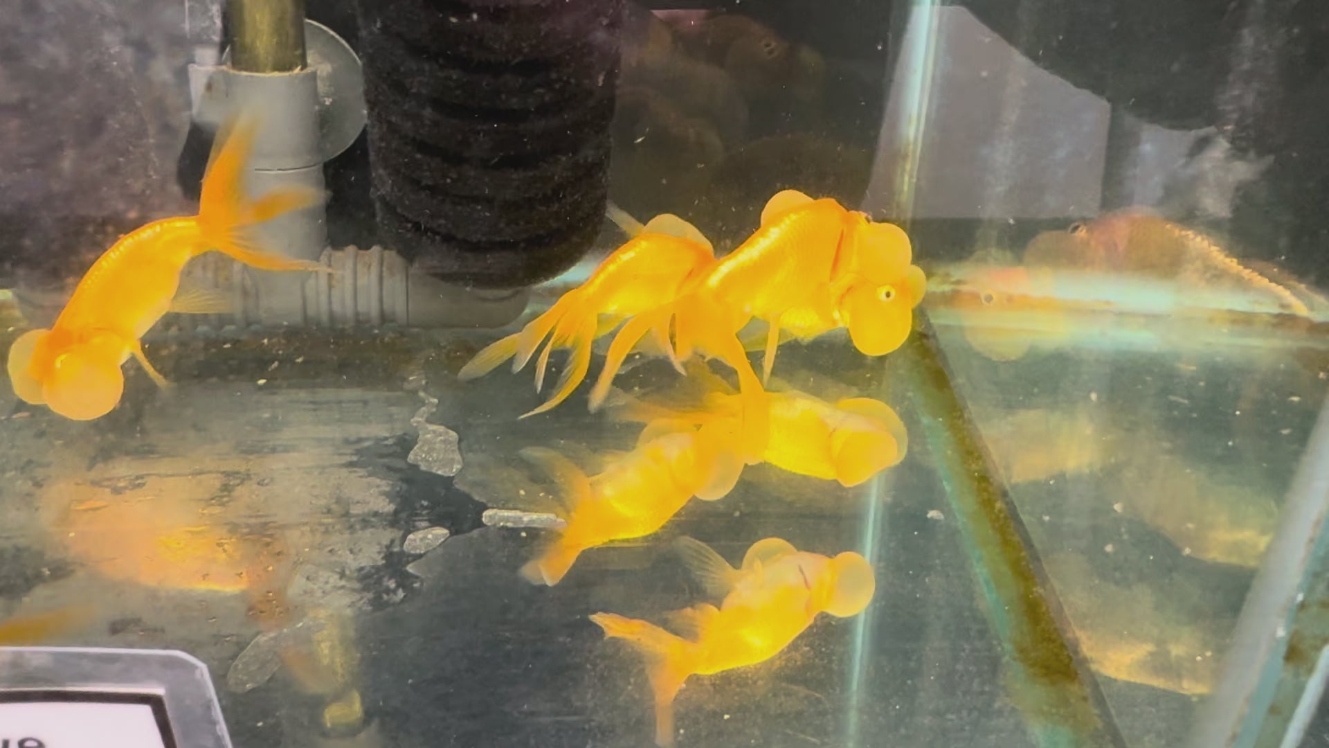 Bubble Eye Red 7-8cm Fancy Goldfish