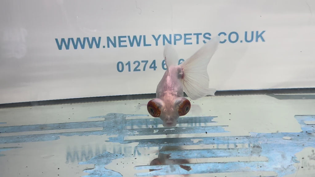 Butterfly Moor Silver/White 9-10cm Chinese Fancy Goldfish Fish In The Photo