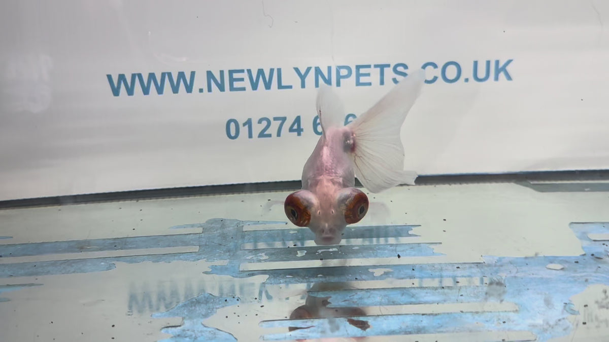 Butterfly Moor Silver/White 9-10cm Chinese Fancy Goldfish Fish In The Photo