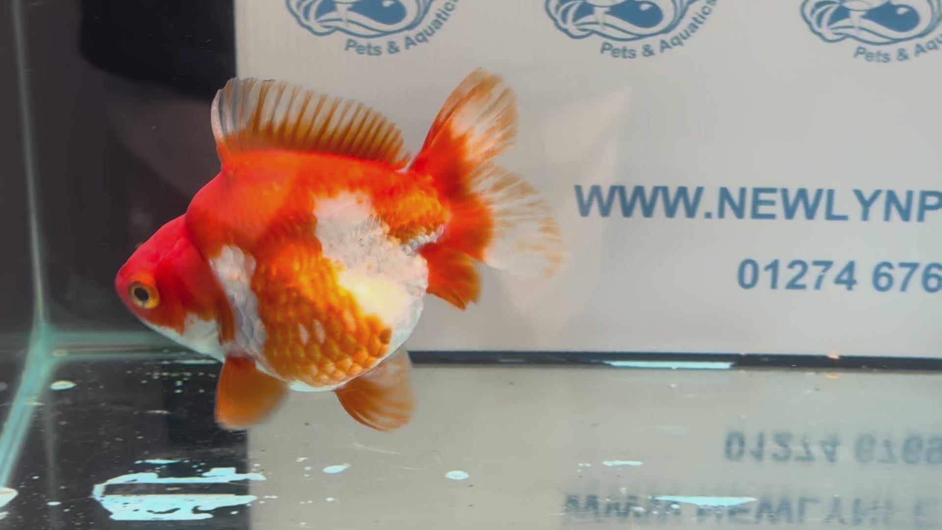 Short Tail Ryukin 14-15cm R1 Fancy Goldfish