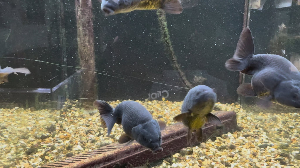 Black Ranchu 6-7cm Fancy Goldfish