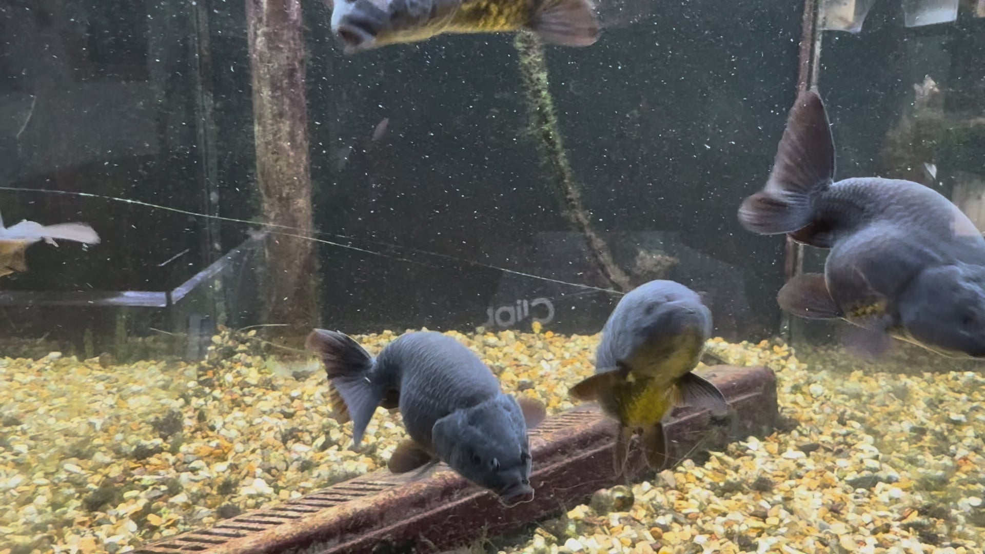 Black Ranchu 6-7cm Fancy Goldfish
