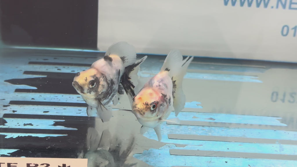 Calico BroadTail Ryukin 7-8cm