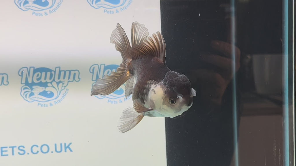 Panda Oranda 12cm