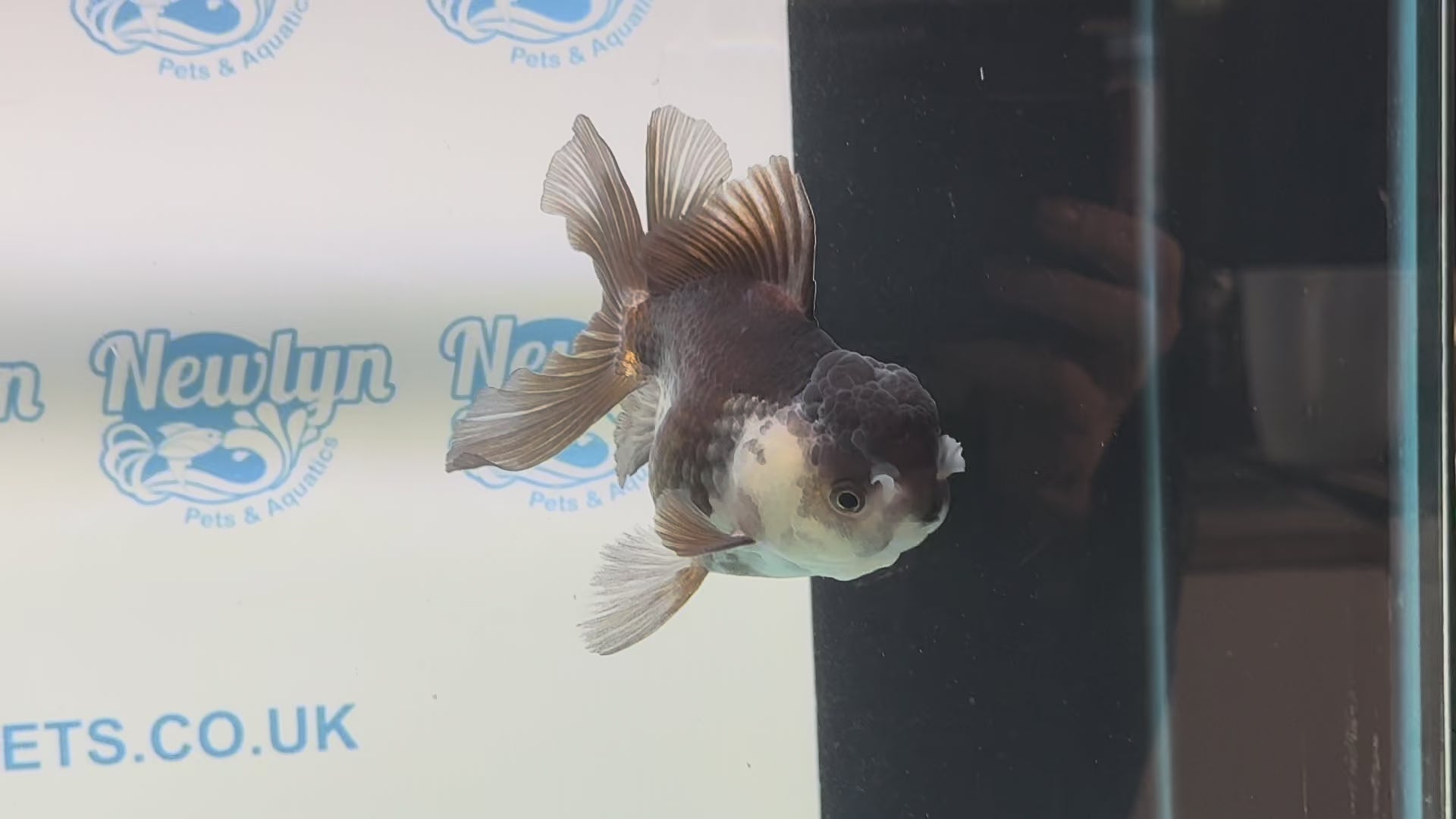 Panda Oranda 12cm