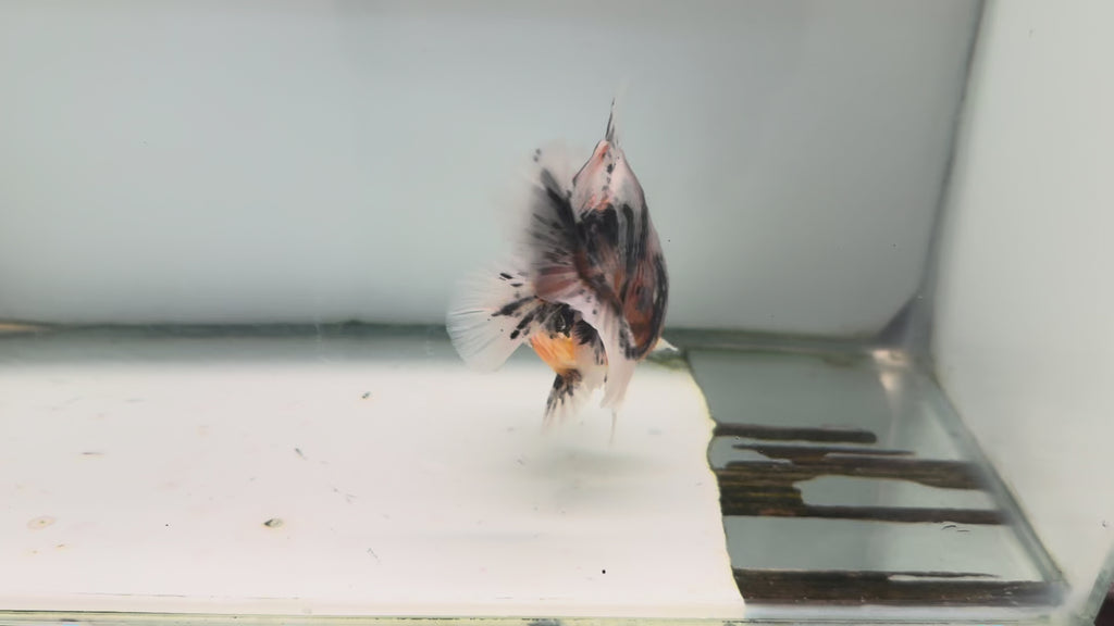 Oranda Short Tail 12-13cm OR7 (Fish in photo)
