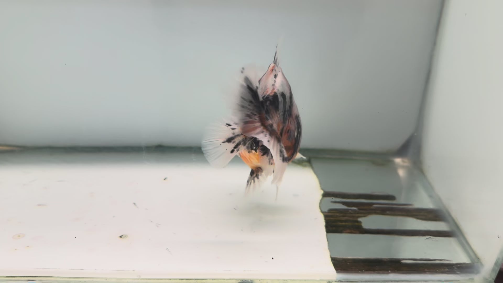 Oranda Short Tail 12-13cm OR7 (Fish in photo)