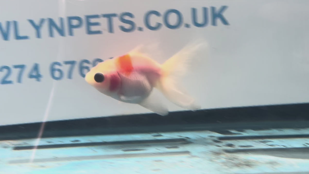 Oranda 7cm OR9 (Fish in photo)